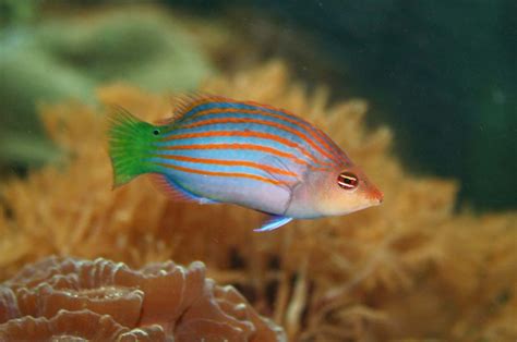 Six Line Wrasse: Fish Species Profile .